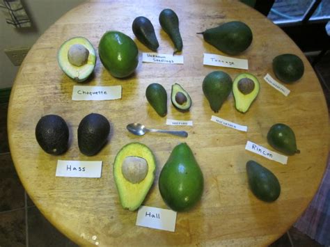 Know Your Avocado Varieties And When They're In Season - Food Republic