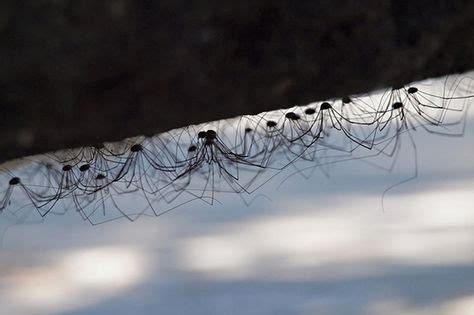 Are Daddy Longlegs Really the Most Venomous Spiders In the World? | Daddy long, Fun facts ...