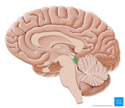 Inferior colliculus: anatomy and function | Kenhub