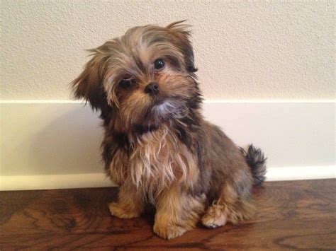 Shih Tzu Yorkie Mix Puppies