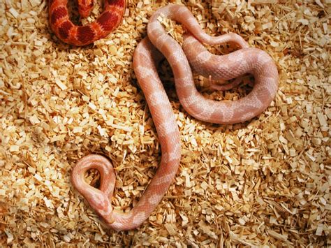 Corn Snake Habitat Size