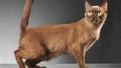 BURMESE CAT PERSONALITY AND BREED (ALL YOU NEED TO KNOW) - DorkyCats