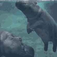 Baby Hippos Deliver Happos (12 Gifs) | Cute animals, Funny animals, Animals