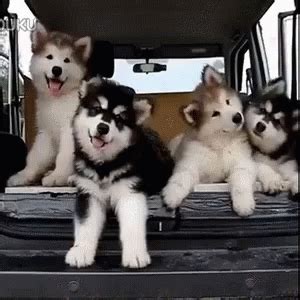 Confused Huskies GIF - Confused Huskies Pups - Discover & Share GIFs