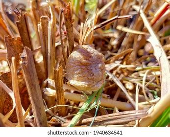 342 Mantis Egg Nest Images, Stock Photos & Vectors | Shutterstock