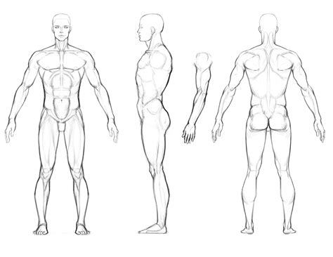 Body Template Drawing 12 Character | Body sketches, Human anatomy ...