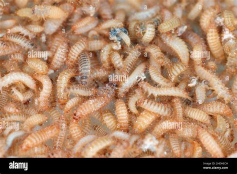 Larvae of Khapra beetle Trogoderma granarium Dermestidae family pest of stored grain Stock Photo ...