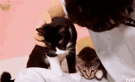 Cats Pet GIF - Cats Pet Cute - Discover & Share GIFs