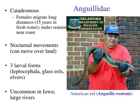 PPT - Anguillidae (eels) PowerPoint Presentation, free download - ID:2735870