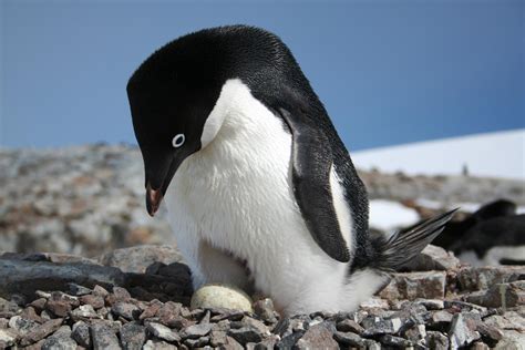 How a Network of Marine Protected Areas Could Help Safeguard Antarctic Penguins