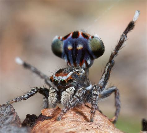 Different Types Of Spiders - vrogue.co