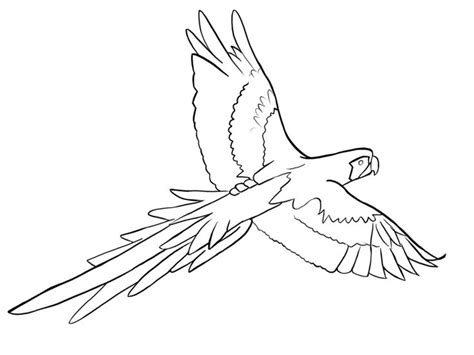 Parrot outline by Hamdhan24 on DeviantArt