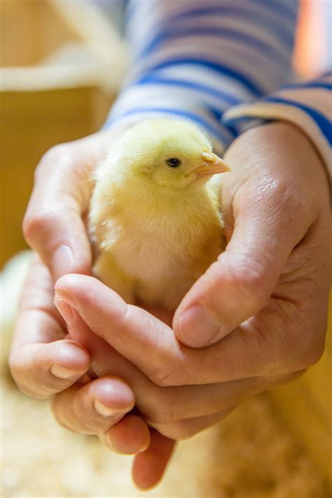 Animal,baby,bird,chick,chicken - free image from needpix.com