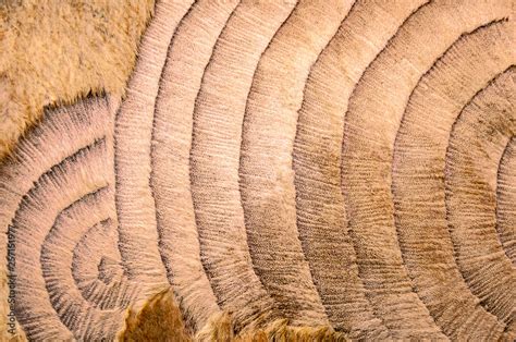 Camel skin fur texture Stock Photo | Adobe Stock