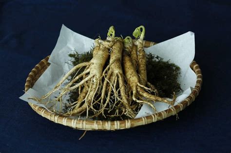 The Benefits Of Panax Ginseng