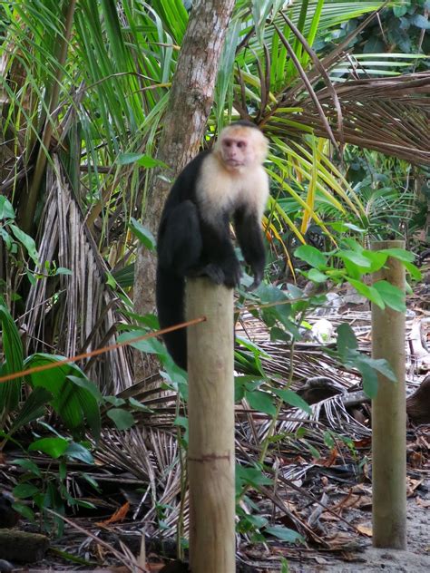 This vagabond life: The magnificent wildlife of Manuel Antonio