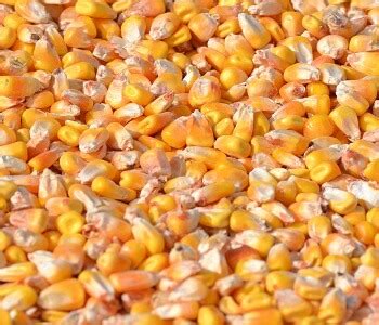 CORN QUALITY WEIGHING IN ON HARVEST OUTCOMES - Agtegra