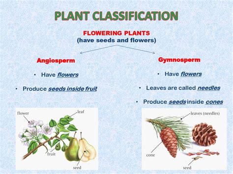 Seneca Science Corner 5: Plant Classification!