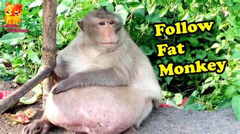 The Follow Fat Monkey - YouTube