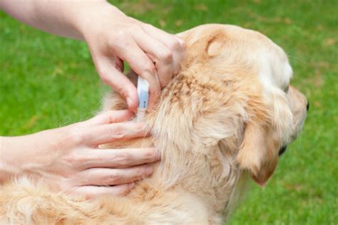 犬のノミに刺された場合はどのように見えますか?