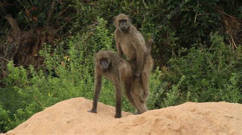 Chacma baboons mating - Stock Video Clip - K004/1583 - Science Photo Library