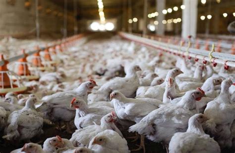 Have US broiler chicken weights hit their ceiling? | WATTAgNet | WATTPoultry