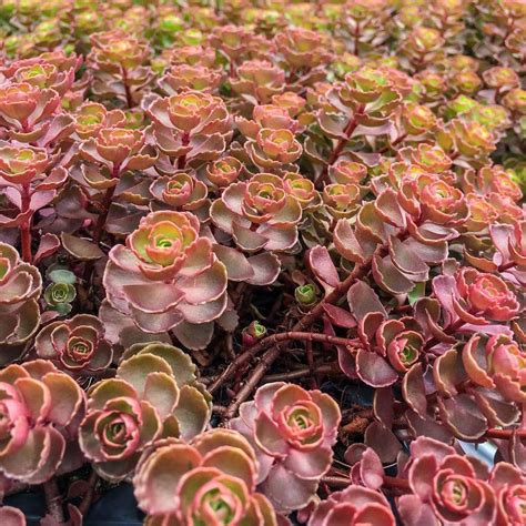 Spring Hill Nurseries 3 in. Pot Dragon's Blood Sedum Groundcover Live ...