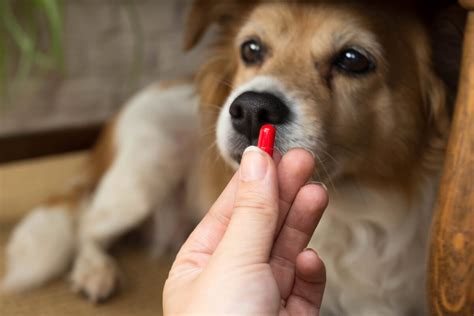 Sucralfate in dogs: dosage and contraindications