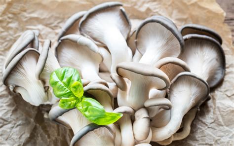 8 Incredible Oyster Mushroom Benefits for Immune Health - FreshCap Mushrooms