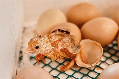 Hatching Eggs | Egg incubator, Eggs, Hatching eggs