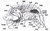 這就是烏龜內部結構的照片，絕對跟你想的不一樣。那烏龜沒有殼是什麼模樣？  TEEPR 亮新聞 sketch template