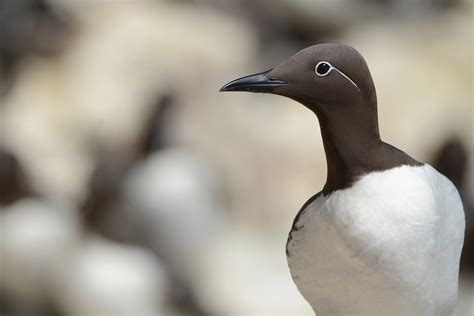 Guillemot - BirdWatch Ireland