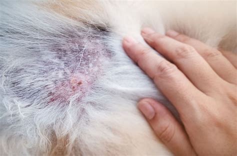 Can You Put Neosporin On Dogs Hot Spots? The Honest Answer