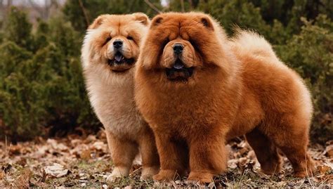 Chow Chow Dog Breed Profile – Top Dog Tips