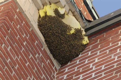 Bee Removal and Control Services Bee Pest Control, Rodent Control, Pest Control Services, Wasp ...