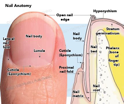 [Figure, Nail anatomy, Lateral nail fold,...] - StatPearls - NCBI Bookshelf