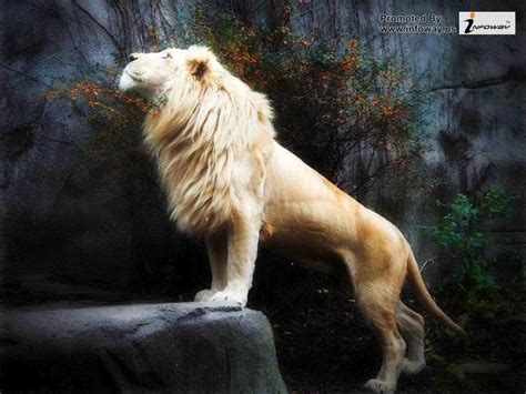 White Lion Wallpapers - Wallpaper Cave