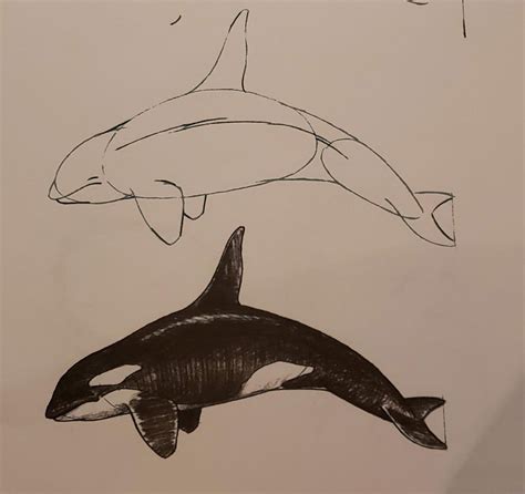 Orca (Killer whale) Drawing Reference and Sketches for Artists