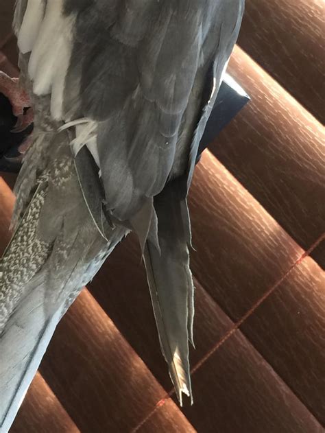 My cockatiel had his wings clipped, but one wing is longer than the ...