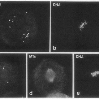 Centrosomes, microtubules, and chromosome arrangements at first mitosis... | Download Scientific ...