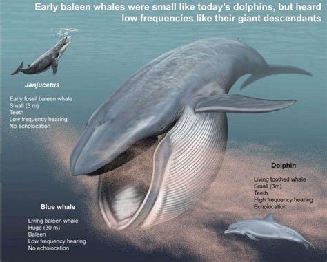 Early baleen whales contended for title of ocean's Barry White