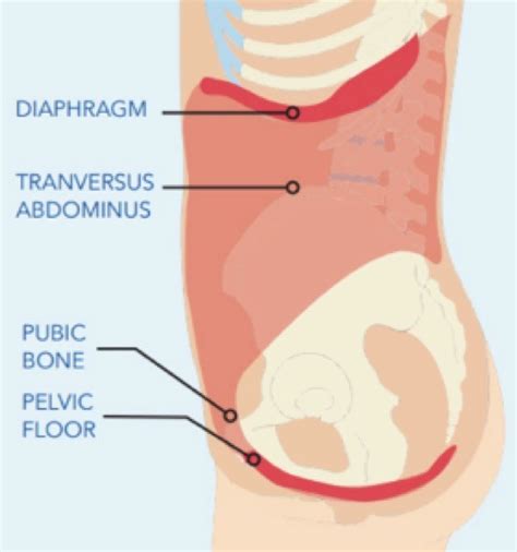 The pelvic floor is part of your core! - MOTI Physiotherapy