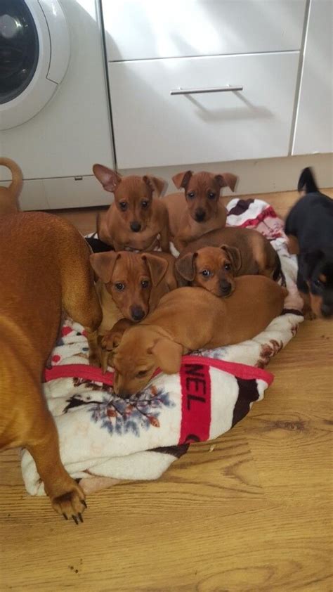 German Pinscher puppies | in Tottenham, London | Gumtree