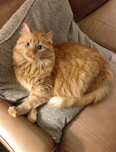 Long haired orange cat breeds - wheelsfery