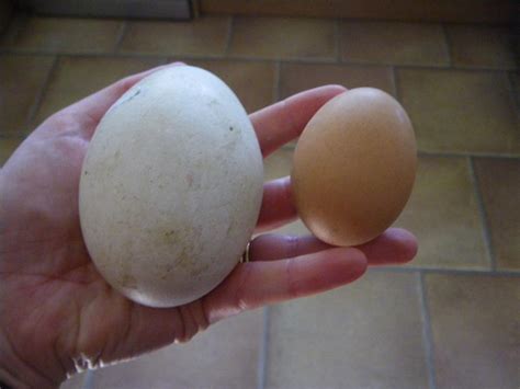 Cooking with Goose Eggs - A Simple Life of Luxury