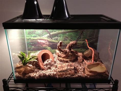 How to: Corn Snake Vivarium | Snake enclosure, Corn snake, Snake terrarium