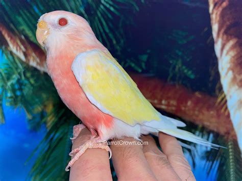 Lutino Bourke Parakeet for sale (Parrot) - ParrotCrown.com