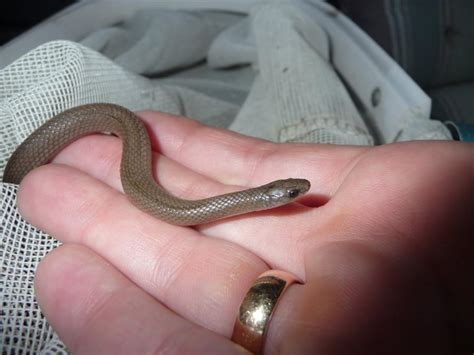 Baby garden snakes photos