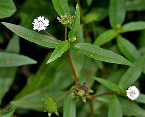 15 Amazing Health benefits of Bhringraj Herb