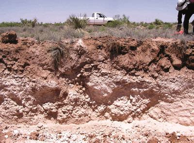 Growing Plants in Caliche Soils | New Mexico State University - BE BOLD. Shape the Future.